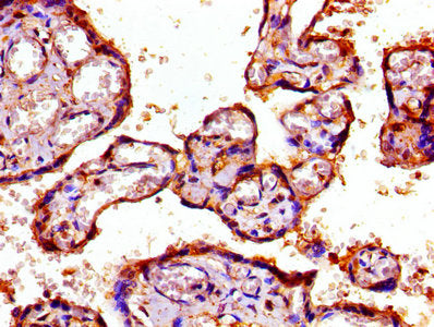IHC image of PSMD7 Antibody diluted at 1:800 and staining in paraffin-embedded human placenta tissue performed on a Leica BondTM system. After dewaxing and hydration, antigen retrieval was mediated by high pressure in a citrate buffer (pH 6.0). Section was blocked with 10% normal goat serum 30min at RT. Then primary antibody (1% BSA) was incubated at 4°C overnight. The primary is detected by a biotinylated secondary antibody and visualized using an HRP conjugated SP system.
