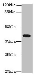 Western blot  | All lanes: PTAFR antibody at 4µg/ml + Mouse lung tissue  | Secondary  | Goat polyclonal to rabbit IgG at 1/10000 dilution  | Predicted band size: 40 kDa  | Observed band size: 40 kDaRabbit anti-Human PTAFR Polyclonal Antibody
