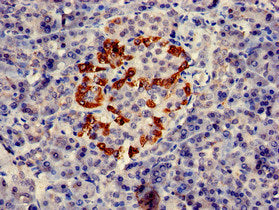 Immunohistochemistry of paraffin-embedded human pancreatic tissue using PTF1A Antibody at dilution of 1:100Rabbit anti-Human PTF1A Polyclonal Antibody