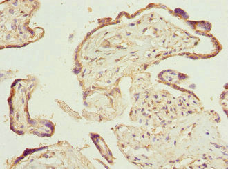 Immunohistochemistry of paraffin-embedded human placenta tissue using PTGES2 Antibody at dilution of 1:100Rabbit anti-Human PTGES2 Polyclonal Antibody