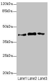 Western blot  | All lanes: PTGES2 antibody at 3.77µg/ml  | Lane 1: 293T whole cell lysate  | Lane 2: Hela whole cell lysate  | Lane 3: HepG2 whole cell lysate  | Secondary  | Goat polyclonal to rabbit IgG at 1/10000 dilution  | Predicted band size: 42 kDa  | Observed band size: 42 kDaRabbit anti-Human PTGES2 Polyclonal Antibody