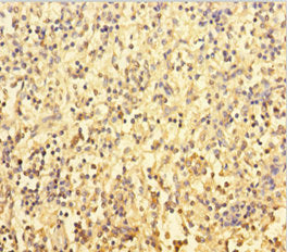 Immunohistochemistry of paraffin-embedded human spleen tissue using PTPN6 Antibody at dilution of 1:100Rabbit anti-Human PTPN6 Polyclonal Antibody