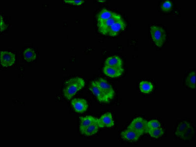 Immunofluorescence staining of HepG2 cells with PTPRF Antibody at 1:100, counter-stained with DAPI. The cells were fixed in 4% formaldehyde, permeabilized using 0.2% Triton X-100 and blocked in 10% normal Goat Serum. The cells were then incubated with the antibody overnight at 4°C. The secondary antibody was Alexa Fluor 488-congugated AffiniPure Goat Anti-Rabbit IgG(H+L).Rabbit anti-Human PTPRF Polyclonal Antibody