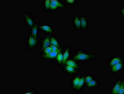 Immunofluorescent analysis of HepG2 cells using PTPRZ1 Antibody at dilution of 1:100 and Alexa Fluor 488-congugated AffiniPure Goat Anti-Rabbit IgG(H+L)Rabbit anti-Human PTPRZ1 Polyclonal Antibody