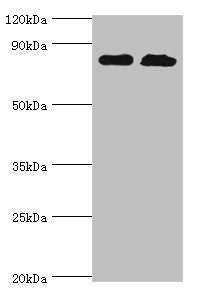 Western blot | All lanes: Glutamine--tRNA ligase antibody at 2μg/ml | Lane 1: PC-3 whole cell lysate | Lane 2: Hela whole cell lysate | Secondary | Goat polyclonal to rabbit IgG at 1/10000 dilution | Predicted band size: 88, 87 kDa | Observed band size: 88 kDaRabbit anti-Human QARS Polyclonal Antibody