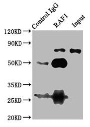 Immunoprecipitating RAF1 in 293T whole cell lysate  | Lane 1: Rabbit control IgG (1µg) instead of RAF1 Antibody in 293T whole cell lysate. For western blotting, a HRP-conjugated Protein G antibody was used as the secondary antibody (1/2000)  | Lane 2: RAF1 Antibody (6µg) + 293T whole cell lysate (500µg)  | Lane 3: 293T whole cell lysate (10µg)Rabbit anti-Human RAF1 Polyclonal Antibody