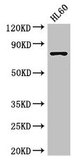 Western Blot  | Positive WB detected in: HL60 whole cell lysate  | All lanes: RARS antibody at 3.5µg/ml  | Secondary  | Goat polyclonal to rabbit IgG at 1/50000 dilution  | Predicted band size: 76, 68 kDa  | Observed band size: 76 kDaRabbit anti-Human RARS Polyclonal Antibody