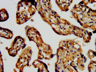 IHC image of RBFOX2 Antibody diluted at 1:400 and staining in paraffin-embedded human placenta tissue performed on a Leica BondTM system. After dewaxing and hydration, antigen retrieval was mediated by high pressure in a citrate buffer (pH 6.0). Section was blocked with 10% normal goat serum 30min at RT. Then primary antibody (1% BSA) was incubated at 4°C overnight. The primary is detected by a biotinylated secondary antibody and visualized using an HRP conjugated SP system.Rabbit anti-Human RBFOX2 Polyclonal Antibody