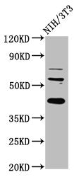 Western Blot | Positive WB detected in: NIH/3T3 whole cell lysate | All lanes: RBFOX2 antibody at 6μg/ml | Secondary | Goat polyclonal to rabbit IgG at 1/50000 dilution | Predicted band size: 42, 41, 38, 40, 48, 44 kDa | Observed band size: 42 kDaRabbit anti-Human RBFOX2 Polyclonal Antibody