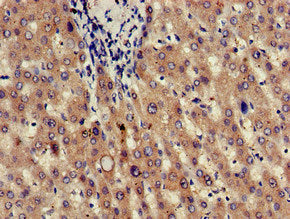 Immunohistochemistry of paraffin-embedded human liver tissue using the antibody at dilution of 1:100