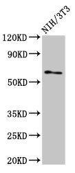 Western Blot | Positive WB detected in: NIH/3T3 whole cell lysate | All lanes: RELB antibody at 3μg/ml | Secondary | Goat polyclonal to rabbit IgG at 1/50000 dilution | Predicted band size: 63 kDa | Observed band size: 63 kDaRabbit anti-Human RELB Polyclonal Antibody