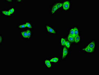 Immunofluorescent analysis of HepG2 cells using RFPL4B Antibody at dilution of 1:100 and Alexa Fluor 488-congugated AffiniPure Goat Anti-Rabbit IgG(H+L)Rabbit anti-Human RFPL4B Polyclonal Antibody