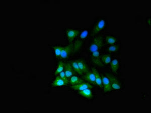 Immunofluorescent analysis of Hela cells using RGL2 Antibody at dilution of 1:100 and Alexa Fluor 488-congugated AffiniPure Goat Anti-Rabbit IgG(H+L)
