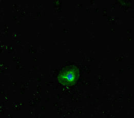 Immunofluorescent analysis of A549 cells using RHD Antibody at dilution of 1:100 and Alexa Fluor 488-congugated AffiniPure Goat Anti-Rabbit IgG(H+L)Rabbit anti-Human RHD Polyclonal Antibody