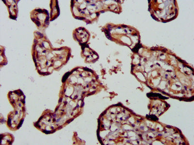 IHC image of RIPK2 Antibody diluted at 1:400 and staining in paraffin-embedded human placenta tissue performed on a Leica BondTM system. After dewaxing and hydration, antigen retrieval was mediated by high pressure in a citrate buffer (pH 6.0). Section was blocked with 10% normal goat serum 30min at RT. Then primary antibody (1% BSA) was incubated at 4°C overnight. The primary is detected by a biotinylated secondary antibody and visualized using an HRP conjugated SP system.Rabbit anti-Human RIPK2 Polyclonal Antibody