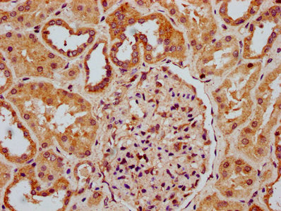 IHC image of RNASEH1 Antibody diluted at 1:300 and staining in paraffin-embedded human kidney tissue performed on a Leica BondTM system. After dewaxing and hydration, antigen retrieval was mediated by high pressure in a citrate buffer (pH 6.0). Section was blocked with 10% normal goat serum 30min at RT. Then primary antibody (1% BSA) was incubated at 4°C overnight. The primary is detected by a biotinylated secondary antibody and visualized using an HRP conjugated SP system.Rabbit anti-Human RNASEH1 Polyclonal Antibody