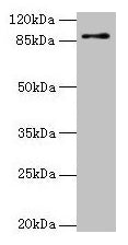 Western blot  | All lanes: RNF10 antibody at 4µg/ml + Mouse brain tissue  | Secondary  | Goat polyclonal to rabbit IgG at 1/10000 dilution  | Predicted band size: 90, 91 kDa  | Observed band size: 90 kDaRabbit anti-Human RNF10 Polyclonal Antibody