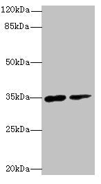 Western blot  | All lanes: RNF148 antibody at 6µg/ml  | Lane 1: Hela whole cell lysate  | Lane 2: HepG2 whole cell lysate  | Secondary  | Goat polyclonal to rabbit IgG at 1/10000 dilution  | Predicted band size: 35 kDa  | Observed band size: 35 kDaRabbit anti-Human RNF148 Polyclonal Antibody