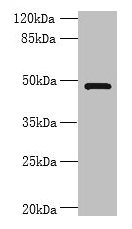 Western blot  | All lanes: RNF26 antibody at 6µg/ml + 293T whole cell lysate  | Secondary  | Goat polyclonal to rabbit IgG at 1/10000 dilution  | Predicted band size: 48 kDa  | Observed band size: 48 kDaRabbit anti-Human RNF26 Polyclonal Antibody