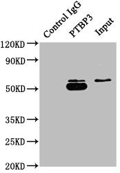 Immunoprecipitating PTBP3 in A549 whole cell lysate  | Lane 1: Rabbit control IgG instead of PTBP3 Antibody in A549 whole cell lysate. For western blotting, a HRP-conjugated Protein G antibody was used as the secondary antibody (1/50000)  | Lane 2: PTBP3 Antibody (5µg) + A549 whole cell lysate (0.5mg)  | Lane 3: A549 whole cell lysate (20µg)Rabbit anti-Human PTBP3 Polyclonal Antibody