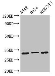 Western Blot  | Positive WB detected in: A549 whole cell lysate, Hela whole cell lysate, NIH/3T3 whole cell lysate  | All lanes: RPS2 antibody at 2µg/ml  | Secondary  | Goat polyclonal to rabbit IgG at 1/50000 dilution  | Predicted band size: 32 kDa  | Observed band size: 32 kDaRabbit anti-Human RPS2 Polyclonal Antibody