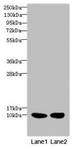 Western blot | All lanes: RPS27antibody at 2.76μg/ml | Lane 1: Mouse liver tissue | Lane 2: MCF-7 whole cell lysate | Secondary | Goat polyclonal to rabbit IgG at 1/10000 dilution | Predicted band size: 9 kDa | Observed band size: 9 kDaRabbit anti-Human RPS27 Polyclonal Antibody