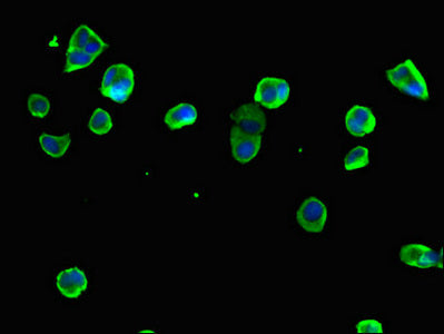 Immunofluorescent analysis of MCF-7 cells using RPS6 Antibody at dilution of 1:100 and Alexa Fluor 488-congugated AffiniPure Goat Anti-Rabbit IgG(H+L)Rabbit anti-Human RPS6 Polyclonal Antibody