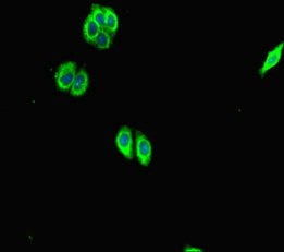 Immunofluorescent analysis of HepG2 cells using SCG2 Antibody at dilution of 1:100 and Alexa Fluor 488-congugated AffiniPure Goat Anti-Rabbit IgG(H+L)Rabbit anti-Human SCG2 Polyclonal Antibody