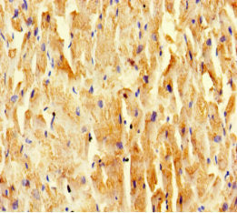 Immunohistochemistry of paraffin-embedded human heart tissue using SCOC Antibody at dilution of 1:100Rabbit anti-Human SCOC Polyclonal Antibody