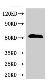 Western Blot  | Positive WB detected in: Rat liver tissue  | All lanes: SCTR antibody at 2.5µg/ml  | Secondary  | Goat polyclonal to rabbit IgG at 1/50000 dilution  | Predicted band size: 51 kDa  | Observed band size: 51 kDaRabbit anti-Human SCTR Polyclonal Antibody
