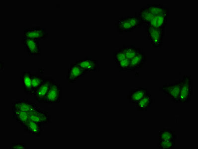 Immunofluorescent analysis of HepG2 cells using SERPINA5 Antibody at dilution of 1:100 and Alexa Fluor 488-congugated AffiniPure Goat Anti-Rabbit IgG(H+L)Rabbit anti-Human SERPINA5 Polyclonal Antibody