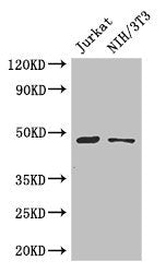 Western Blot  | Positive WB detected in: Jurkat whole cell lysate, NIH/3T3 whole cell lysate  | All lanes: SGK1 antibody at 3µg/ml  | Secondary  | Goat polyclonal to rabbit IgG at 1/50000 dilution  | Predicted band size: 49, 60, 51, 48, 53 kDa  | Observed band size: 49 kDaRabbit anti-Human SGK1 Polyclonal Antibody