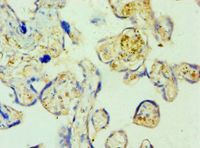 Immunohistochemistry of paraffin-embedded human placenta tissue using SHMT1 Antibody at dilution of 1:100Rabbit anti-Human SHMT1 Polyclonal Antibody