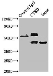 Immunoprecipitating CTSD in HepG2 whole cell lysate  | Lane 1: Rabbit control IgG instead of the antibody in HepG2 whole cell lysate. For western blotting, a HRP-conjugated Protein G antibody was used as the secondary antibody (1/2000)  | Lane 2: the antibody (8µg) + HepG2 whole cell lysate (500µg)  | Lane 3: HepG2 whole cell lysate (10µg)Rabbit anti-Human CTSD Polyclonal Antibody