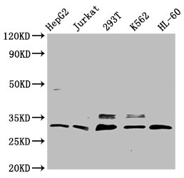 Western Blot  | Positive WB detected in: HepG2 whole cell lysate, Jurkat whole cell lysate, 293T whole cell lysate, K562 whole cell lysate, HL-60 whole cell lysate  | All lanes: GEMIN2 antibody at 3.7μg/ml  | Secondary  | Goat polyclonal to rabbit IgG at 1/50000 dilution  | Predicted band size: 32, 30, 29, 5 kDa  | Observed band size: 32 kDaRabbit anti-Human GEMIN2 Polyclonal Antibody