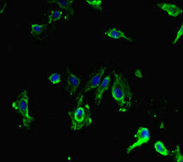 Immunofluorescent analysis of Hela cells using SIRPB1 Antibody at dilution of 1:100 and Alexa Fluor 488-congugated AffiniPure Goat Anti-Rabbit IgG(H+L)Rabbit anti-Human SIRPB1 Polyclonal Antibody