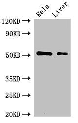 Western Blot  | Positive WB detected in: Hela whole cell lysate, Rat liver tissue  | All lanes: SLC10A3 antibody at 2µg/ml  | Secondary  | Goat polyclonal to rabbit IgG at 1/50000 dilution  | Predicted band size: 51, 48 kDa  | Observed band size: 51 kDaRabbit anti-Human SLC10A3 Polyclonal Antibody