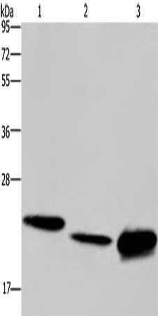Gel: 10%SDS-PAGE, Lysate: 40 μg, Lane 1-3: Hela cells, mouse liver tissue, Raji cells, Primary antibody: IL19 Antibody(IL19 Antibody) at dilution 1/550, Secondary antibody: Goat anti rabbit IgG at 1/8000 dilution, Exposure time: 1 minute