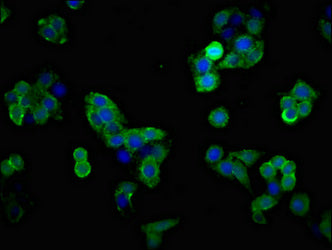 Immunofluorescent analysis of PC-3 cells using SLC1A2 Antibody at dilution of 1:100 and Alexa Fluor 488-congugated AffiniPure Goat Anti-Rabbit IgG(H+L)Rabbit anti-Human SLC1A2 Polyclonal Antibody