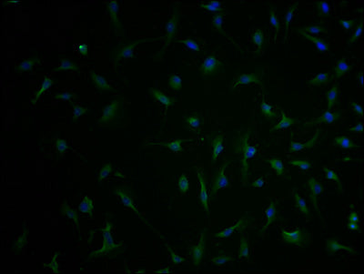 Immunofluorescence staining of U251 cells with SLC1A3 Antibody at 1:100, counter-stained with DAPI. The cells were fixed in 4% formaldehyde and blocked in 10% normal Goat Serum. The cells were then incubated with the antibody overnight at 4°C. The secondary antibody was Alexa Fluor 488-congugated AffiniPure Goat Anti-Rabbit IgG(H+L).Rabbit anti-Human SLC1A3 Polyclonal Antibody