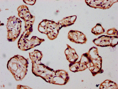 IHC image of SLC26A2 Antibody diluted at 1:300 and staining in paraffin-embedded human placenta tissue performed on a Leica BondTM system. After dewaxing and hydration, antigen retrieval was mediated by high pressure in a citrate buffer (pH 6.0). Section was blocked with 10% normal goat serum 30min at RT. Then primary antibody (1% BSA) was incubated at 4°C overnight. The primary is detected by a biotinylated secondary antibody and visualized using an HRP conjugated SP system.Rabbit anti-Human SLC26A2 Polyclonal Antibody