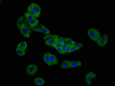 Immunofluorescence staining of HepG2 cells with SLC26A4 Antibody at 1:166, counter-stained with DAPI. The cells were fixed in 4% formaldehyde, permeabilized using 0.2% Triton X-100 and blocked in 10% normal Goat Serum. The cells were then incubated with the antibody overnight at 4°C. The secondary antibody was Alexa Fluor 488-congugated AffiniPure Goat Anti-Rabbit IgG(H+L).Rabbit anti-Human SLC26A4 Polyclonal Antibody