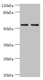 Western blot  | All lanes: SLC2A1 antibody at 6µg/ml  | Lane 1: NIH/3T3 whole cell lysate  | Lane 2: Hela whole cell lysate  | Secondary  | Goat polyclonal to rabbit IgG at 1/10000 dilution  | Predicted band size: 54 kDa  | Observed band size: 54 kDaRabbit anti-Human SLC2A1 Polyclonal Antibody