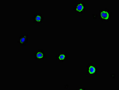 Immunofluorescent analysis of MCF-7 cells using SLC37A1 Antibody at dilution of 1:100 and Alexa Fluor 488-congugated AffiniPure Goat Anti-Rabbit IgG(H+L)Rabbit anti-Human SLC37A1 Polyclonal Antibody