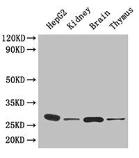 Western Blot  | Positive WB detected in: HepG2 whole cell lysate, Mouse kidney tissue, Mouse brain tissue, Mouse thymus tissue  | All lanes: YWHAH antibody at 4.5µg/ml  | Secondary  | Goat polyclonal to rabbit IgG at 1/50000 dilution  | Predicted band size: 29 kDa  | Observed band size: 29 kDaRabbit anti-Human YWHAH Polyclonal Antibody
