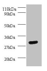 Western blot  | All lanes: YWHAH antibody at 2µg/ml + Mouse spleen tissue  | Secondary  | Goat polyclonal to rabbit IgG at 1/10000 dilution  | Predicted band size: 29 kDa  | Observed band size: 29 kDaRabbit anti-Human YWHAH Polyclonal Antibody
