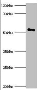 Western blot | All lanes: Mothers against decapentaplegic homolog 9 antibody at 2μg/ml + 293T whole cell lysate | Secondary | Goat polyclonal to rabbit IgG at 1/10000 dilution | Predicted band size: 53, 49 kDa | Observed band size: 53 kDaRabbit anti-Human SMAD9 Polyclonal Antibody
