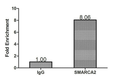 Chromatin Immunoprecipitation Hela (1.1*106) were cross-linked with formaldehyde, sonicated, and immunoprecipitated with 4µg anti-SMARCA2 or a control normal rabbit IgG. The resulting ChIP DNA was quantified using real-time PCR with primers (the antibody against the ESR1 pS2 promoter.Rabbit anti-Human SMARCA2 Polyclonal Antibody