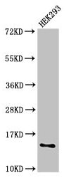 Western Blot  | Positive WB detected in: HEK293 whole cell lysate  | All lanes: SNRPD1 antibody at 2.4µg/ml  | Secondary  | Goat polyclonal to rabbit IgG at 1/50000 dilution  | Predicted band size: 14 kDa  | Observed band size: 14 kDaRabbit anti-Human SNRPD1 Polyclonal Antibody