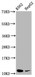 Western Blot  | Positive WB detected in: K562 whole cell lysate, HepG2 whole cell lysate  | All lanes: SNRPE antibody at 5.2µg/ml  | Secondary  | Goat polyclonal to rabbit IgG at 1/50000 dilution  | Predicted band size: 11 kDa  | Observed band size: 11 kDaRabbit anti-Human SNRPE Polyclonal Antibody
